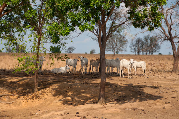 istock cattle in the shade of a tree 1352753940