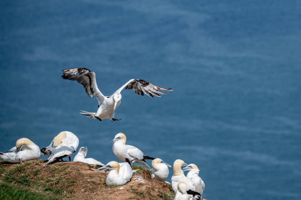istock Northern gannet, morus bassanus, perched on cliffs 1352755065