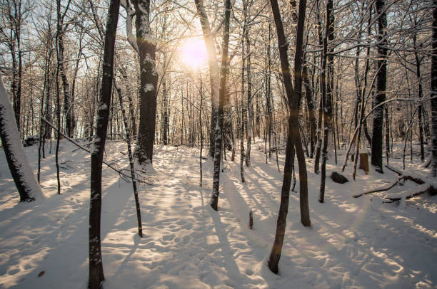 Sunlight through the branches with flare