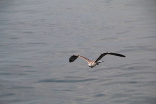 istock Flying flapping seagulls chasing bait above the blue sea 1352755205