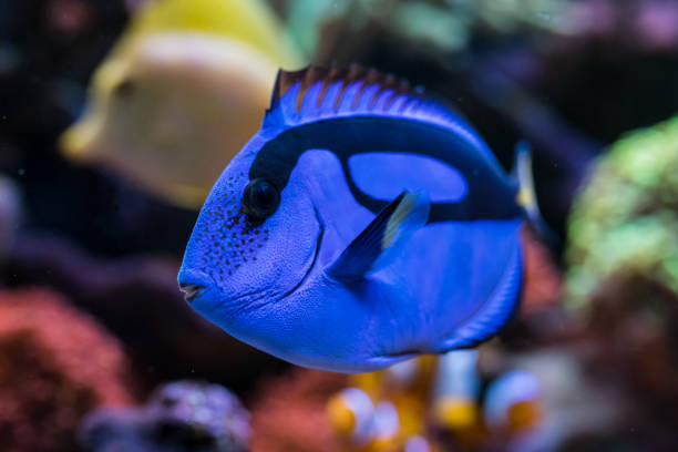 paracanthurus hepatus, espiga azul en el acuario home coral reef. enfoque selectivo. - imperial angelfish fotografías e imágenes de stock