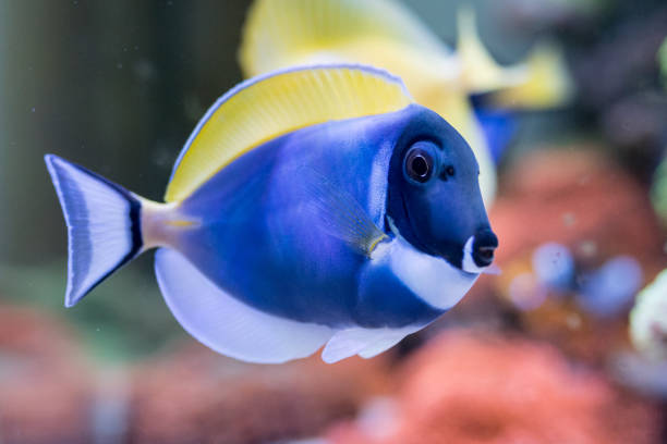 istock Acanthurus leucosternon  in Home Coral reef aquarium. Selective focus. 1352756203