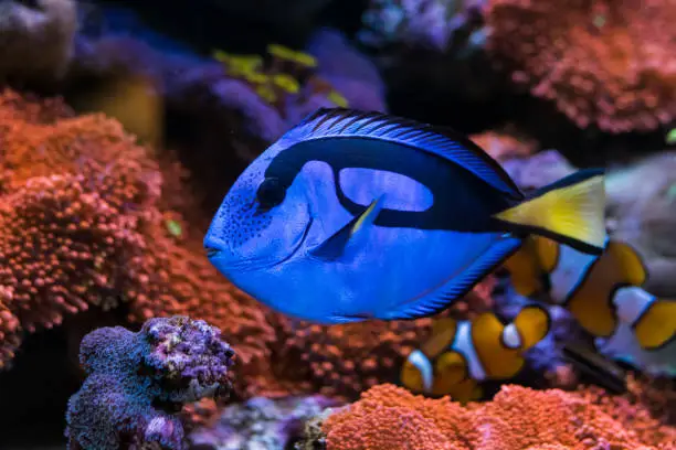 Photo of Paracanthurus hepatus, Blue tang  in Home Coral reef aquarium. Selective focus.