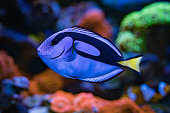 Paracanthurus hepatus, Blue tang  in Home Coral reef aquarium. Selective focus.