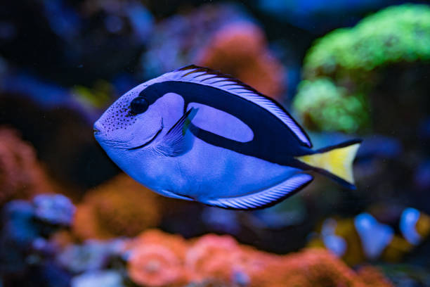 paracanthurus hepatus, blue tang  in home coral reef aquarium. selective focus. - dory imagens e fotografias de stock