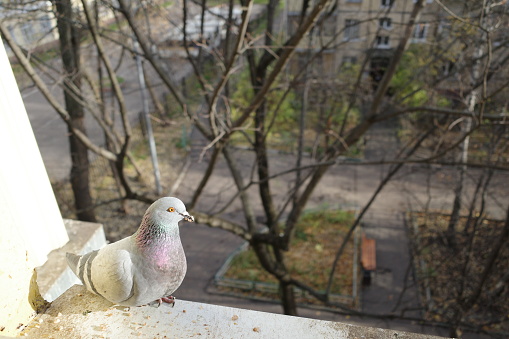 a cute grey pigeon is sitting on the windowsill and looking at the camera while waiting for food. Portrait of a city bird close-up. against the background of autumn trees.