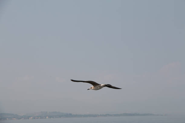 istock Flying flapping seagulls chasing bait above the blue sea 1352757090