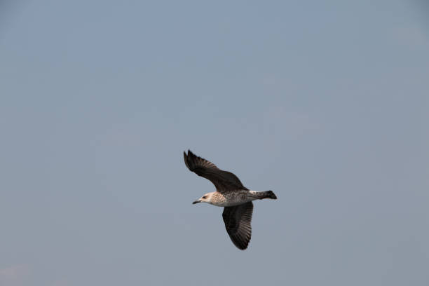 istock Flying flapping seagulls chasing bait above the blue sea 1352757107