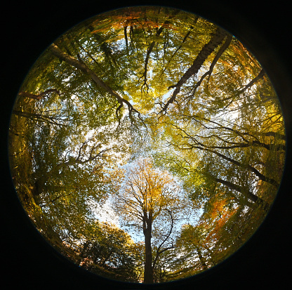 Fisheye wide angle looking up into a woodland canopy in autumn