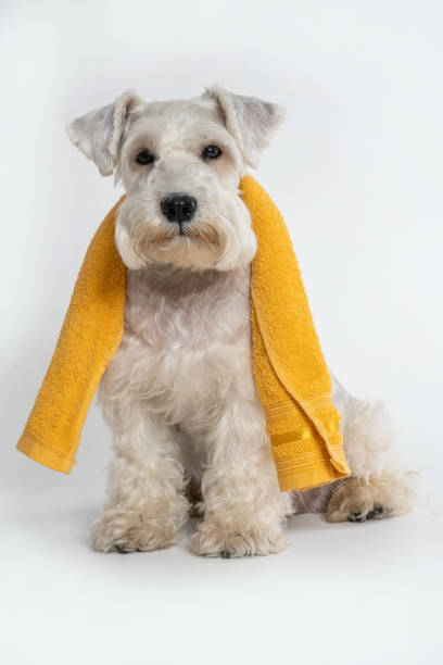istock white schnauzer dog at bath time 1352762285