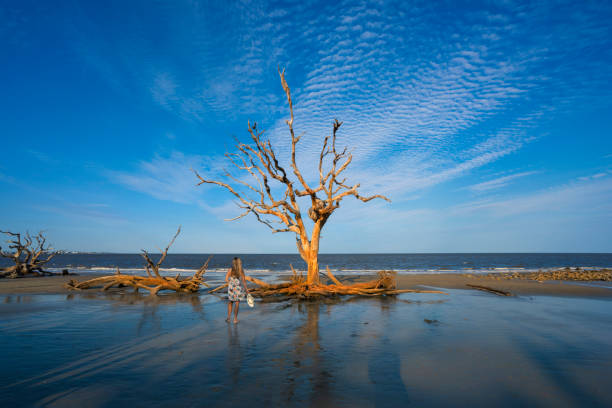 istock Girl standing on the beach with weathered trees at sunset. 1352763268