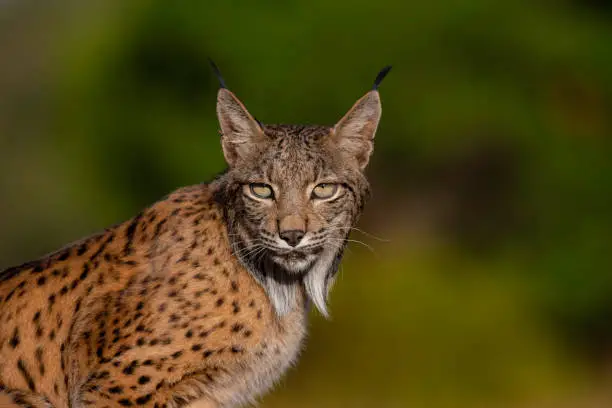 Some pictures of the biggest cat in Spain, the Iberian lynx in the Mediterranean forest.