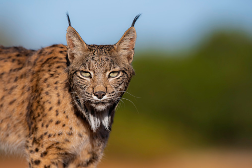 Some pictures of the biggest cat in Spain, the Iberian lynx in the Mediterranean forest.