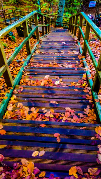 Leaves and autumn