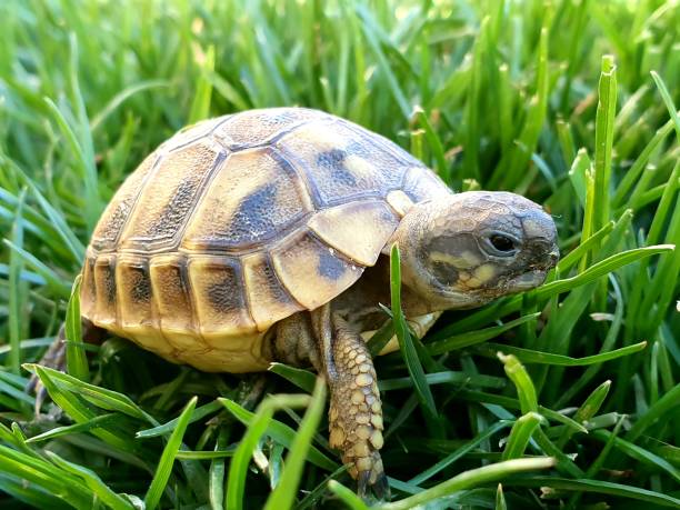 istock a small baby forest turtle in the grass and hand 1352764917