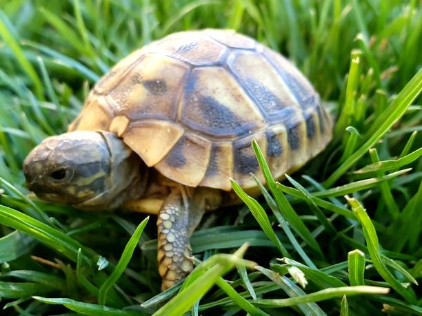 istock a small baby forest turtle in the grass and hand 1352764921