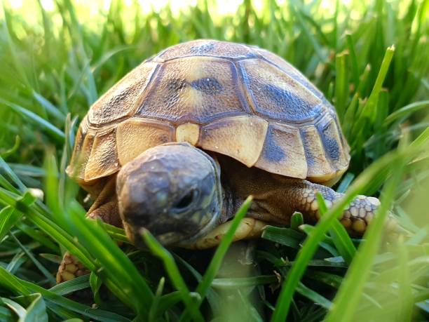 istock a small baby forest turtle in the grass and hand 1352764922