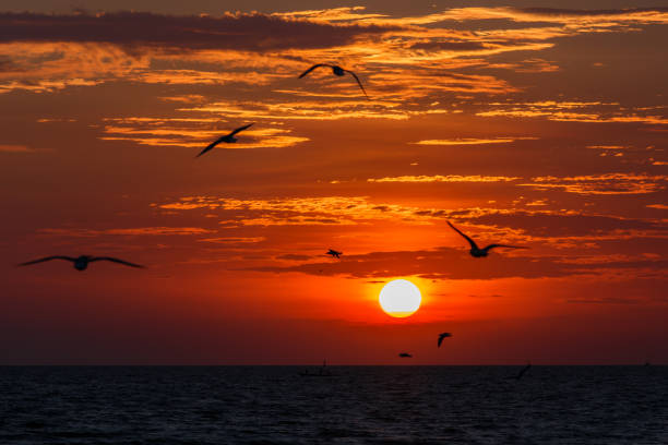 istock Twilight landscape view sun dawn and dark sky with small seagull silhouette flying motion and sea front for background wallpaper 1352765938