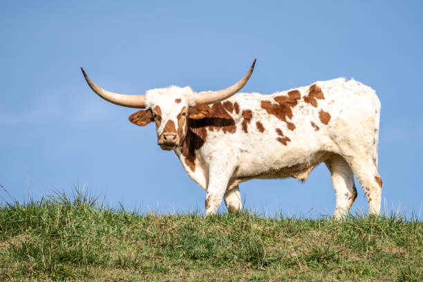 texas longhorn se tient sur une colline avec un fond de ciel bleu - texas texas longhorn cattle bull landscape photos et images de collection