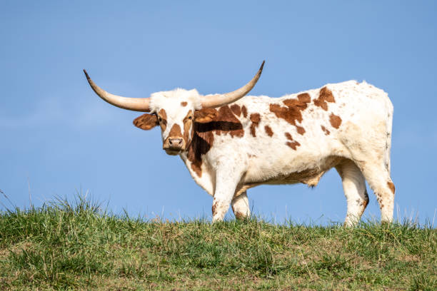 istock Texas Longhorn Stands on Hill with Blue Sky Background 1352766163