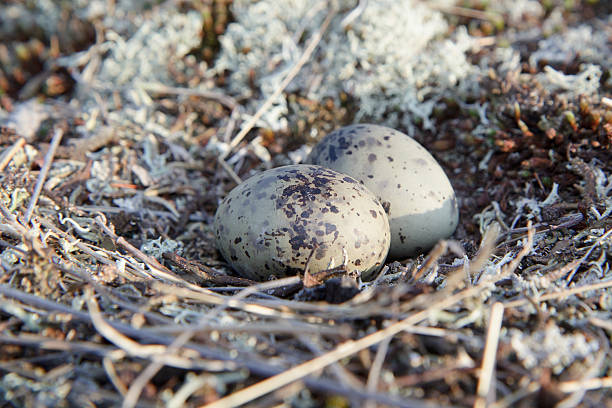 eggs stock photo