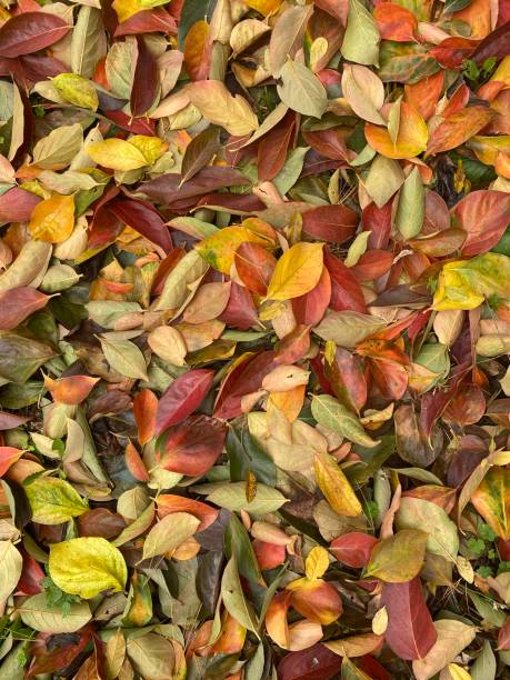istock autumn leaves texture - view from above 1352774217