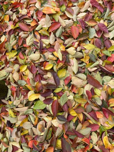autumn leaves texture - view from above