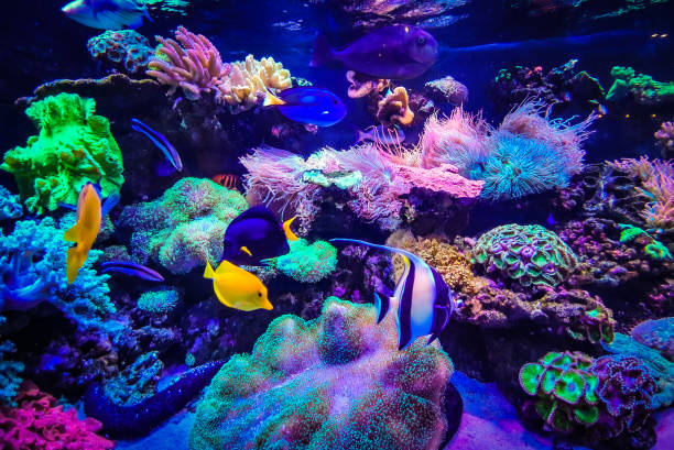 istock Thai Reef and Coral 1352774333
