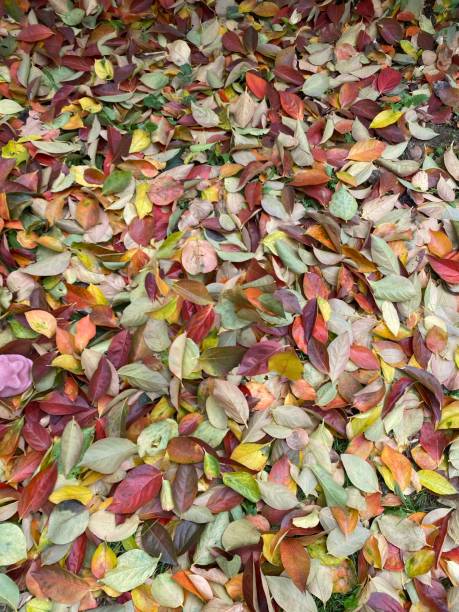 istock autumn leaves texture - view from above 1352774456