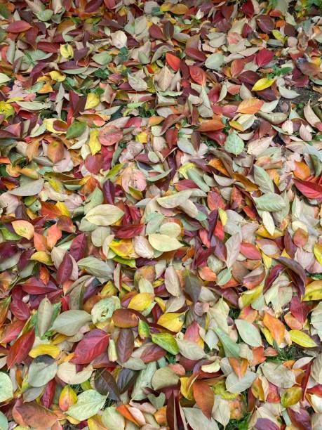 istock autumn leaves texture - view from above 1352774480
