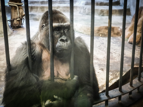 Gorilla Face in Zoo Cage