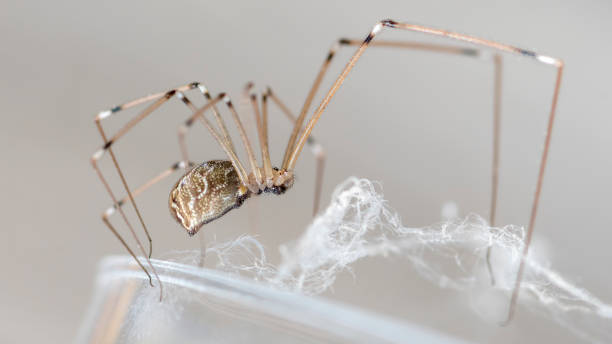 close up of marbled cellar spider, Holocnemus pluchei