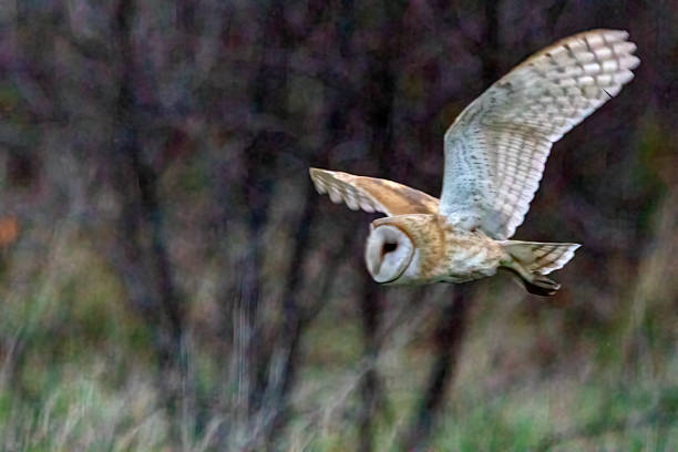 istock barn owl flying in Boundary Bay Beach, Delta, BC, Canada 1352777067