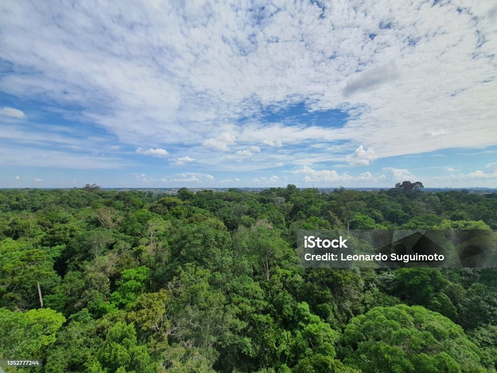 Amazon Rftree Amazon Rainforest Stock Photo - Download Image Now - Amazon Rainforest ...