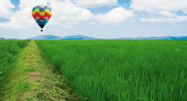 istock Rice field with hot air balloon 1352778156