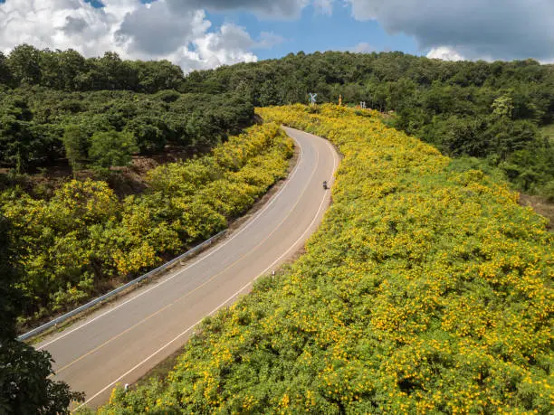 Photo of A motorcycle driving on steep road with beautiful Mexican flowers blooming on Doi Pae Luang an iconic viewing point in Phaya Mengrai District in Chiang Rai province of Thailand.