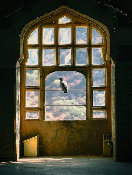 Domestic pigeon stand beside the beautiful pattern window in India