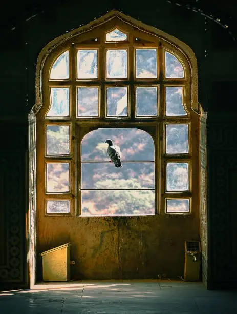 Photo of Domestic pigeon stand beside the beautiful pattern window in India