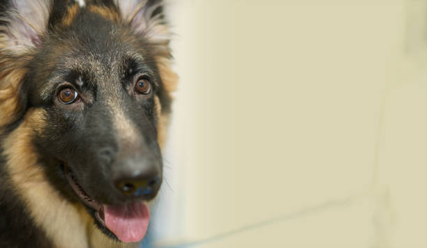 istock german shepherd near cage looking at camera smile with copy space 1352788668