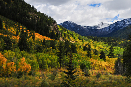 Spectacular fall colors on the slopes of the Rocky Mountains, on the way from Aspen to the Independence Pass, Colorado, USA