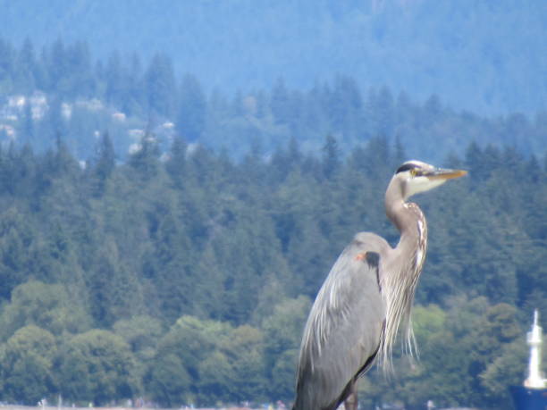 istock Bright Great Blue Heron on the Shore 2018 1352789564