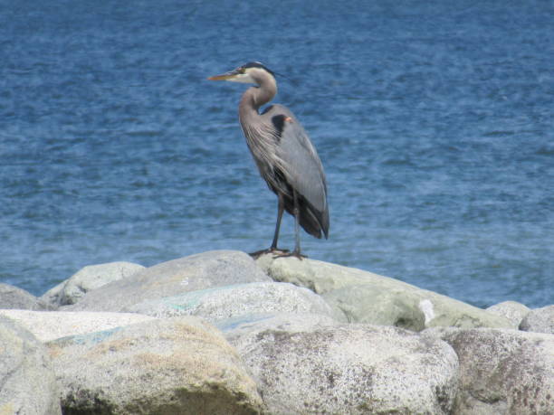 istock Bright Great Blue Heron on the Shore 2018 1352789566