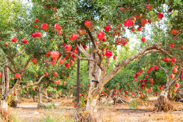 나뭇가지에 잘 익은 과일이 있는 나무들이 줄지어 있는 석류 과수원. 이스라엘 - pomegranate pomegranite tree tree leaf 뉴스 사진 이미지