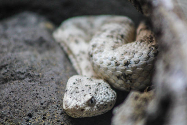 istock Albino speckled rattlesnake 1352792420