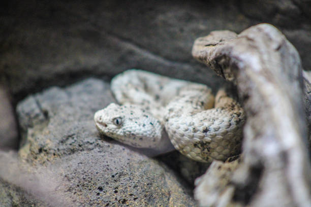 istock Albino speckled rattlesnake 1352792533