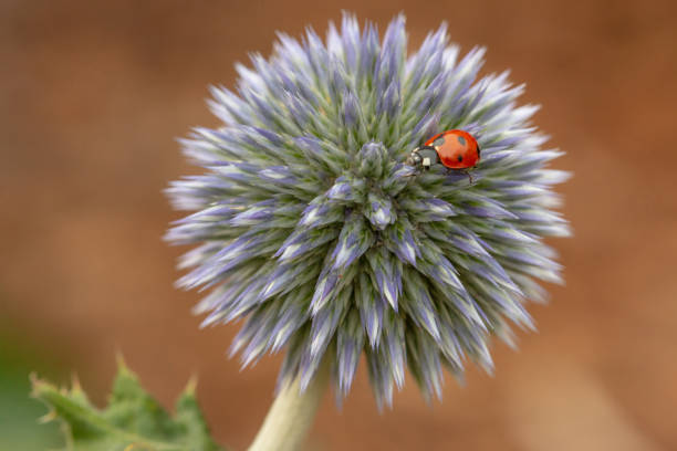 Outdoor close-up nature image of a Globe Thistle blossom with a ladybug crawling on top of it.