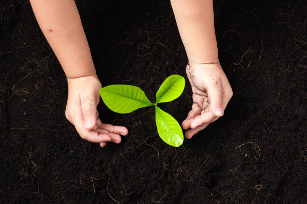istock little seedling young tree in black soil on child's hands 1352792675