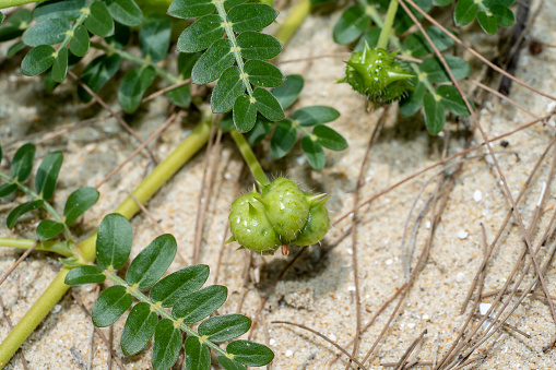 Close up the fruit of devil's thorn with leaf on the ground.