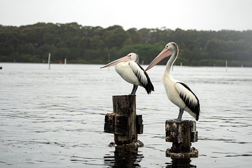 Pelicans in the rain, Greenwell Point, NSW, Australia.