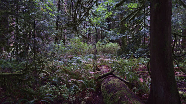 istock Dense temperate rainforest with rotting dead tree trunk and lush vegetation at Cathedral Grove in MacMillan Provincial Park, Vancouver Island, BC, Canada on cloudy day in autumn. 1352801901